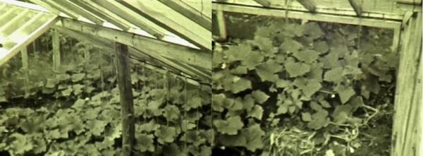 Первая теплица с огурцами