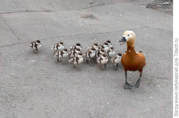 Все за мной!