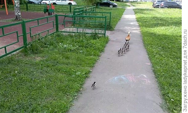 Городская среда утке с утятами совсем не мешает