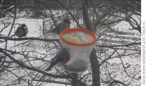Синичка ждет своей очереди у кормушки