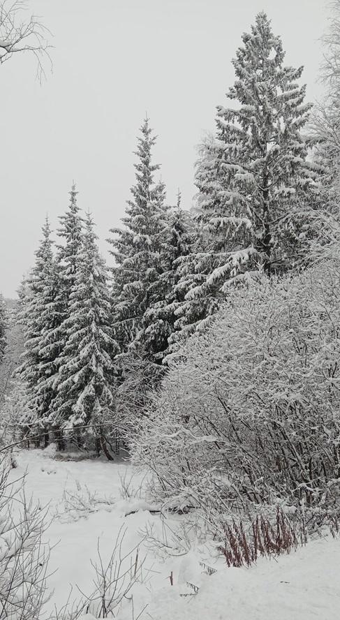 Сказочность зимнего пейзажа для вдохновения