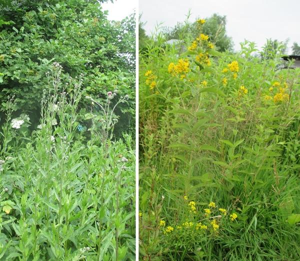 Чертополох и желтые цветы