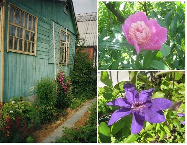 Цветник и цветы