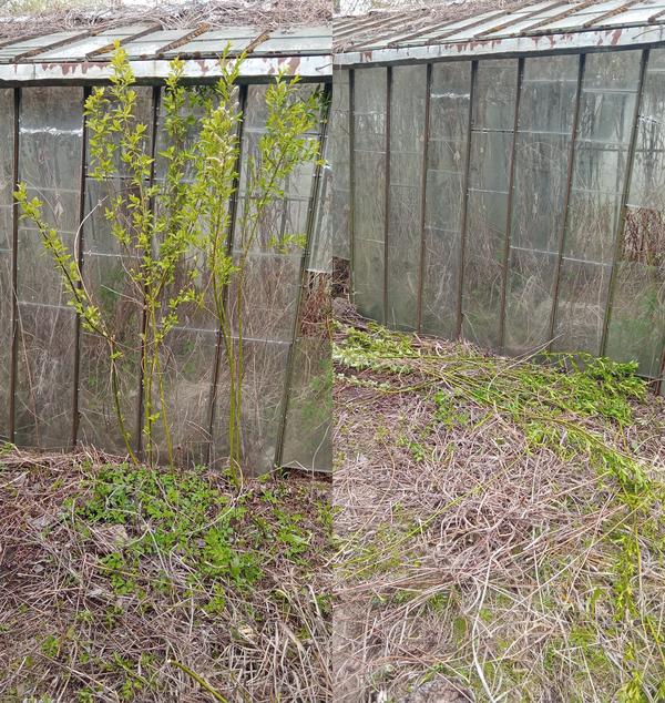 Разросшийся куст и то, что от него осталось