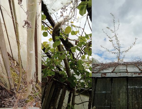 Изворотливое дерево