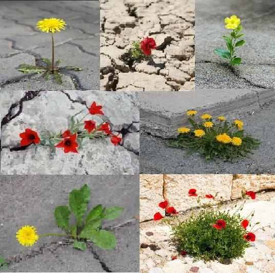 Цветы среди камней (фото взято из свободной сети интернет). И самым живучим оказался Одуванчик: он готов расти всегда и везде.