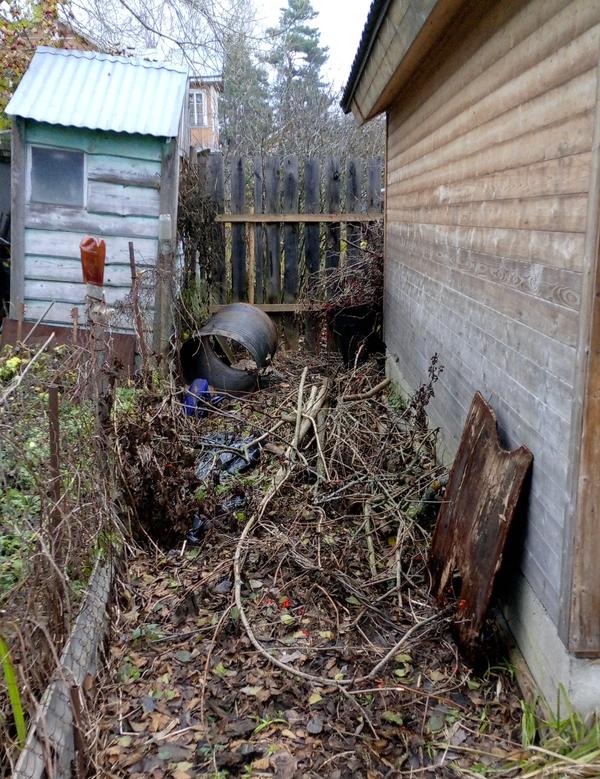 Будущие дрова от "диких" и "домашних" деревьев и кустов