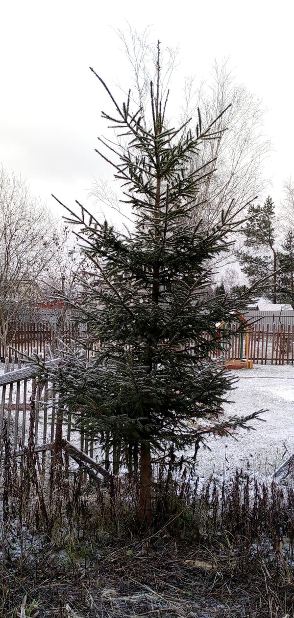 Елка в 2023 году