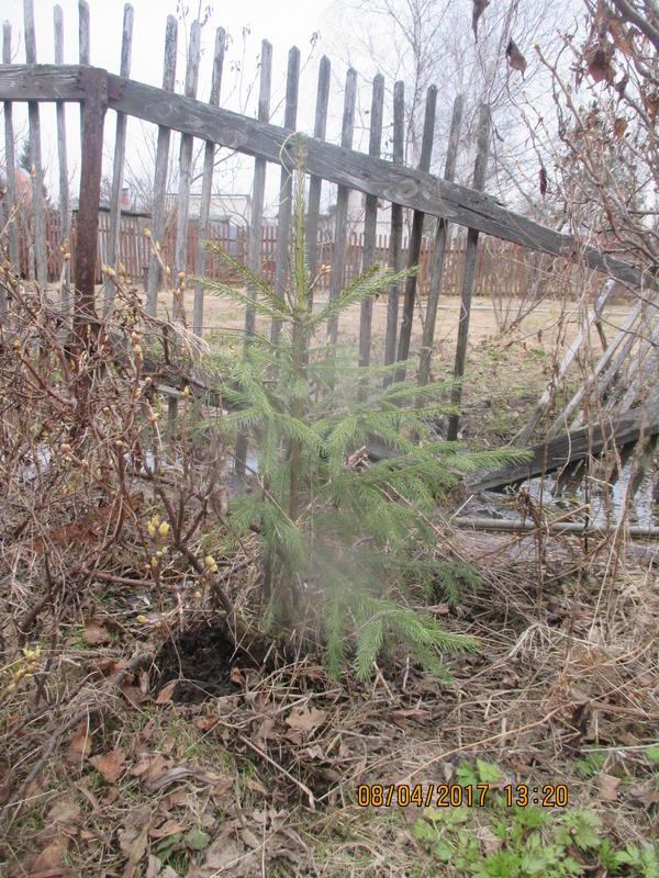 Елочка в 2017 году