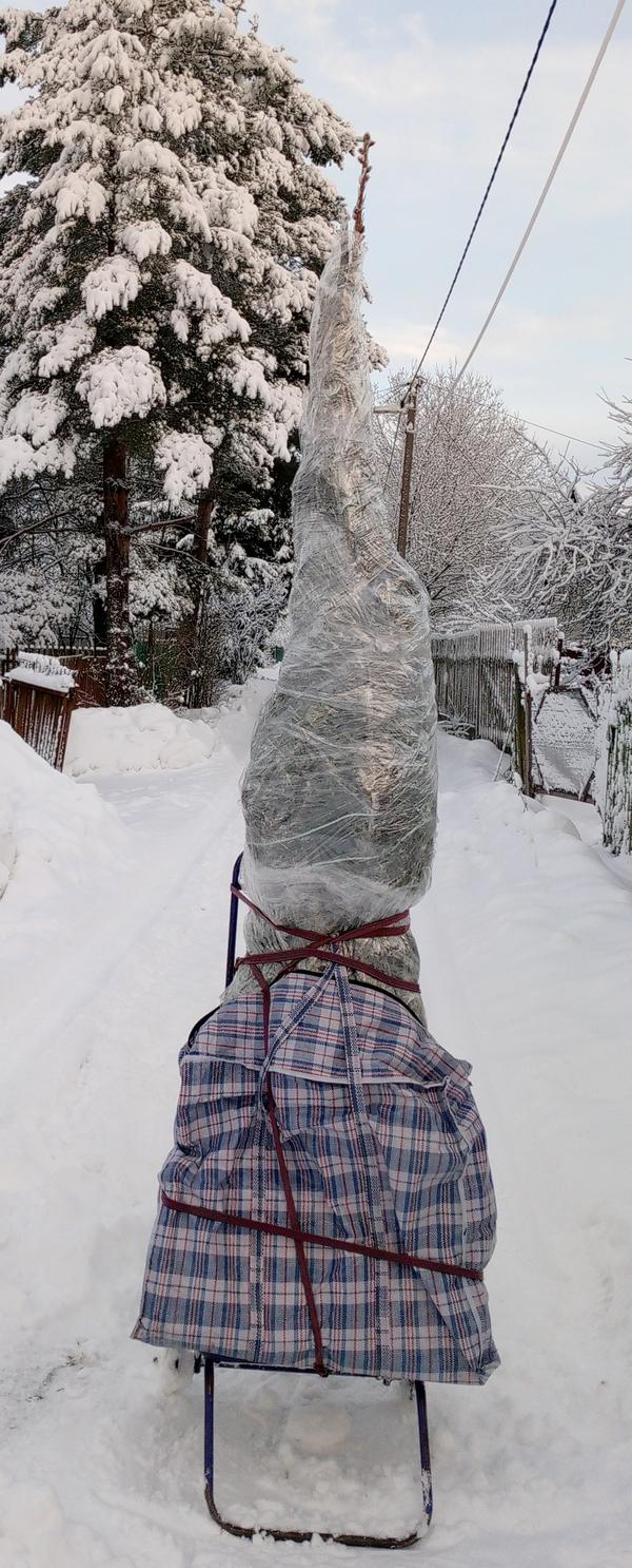 Елка в ожидании переезда