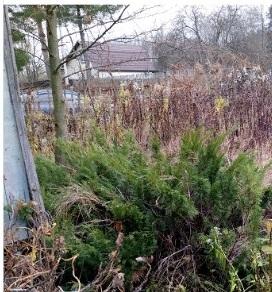 Вот оно - вражеское дерево осенью в окружении бурьяна