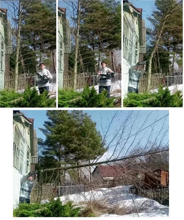 Древопильщица