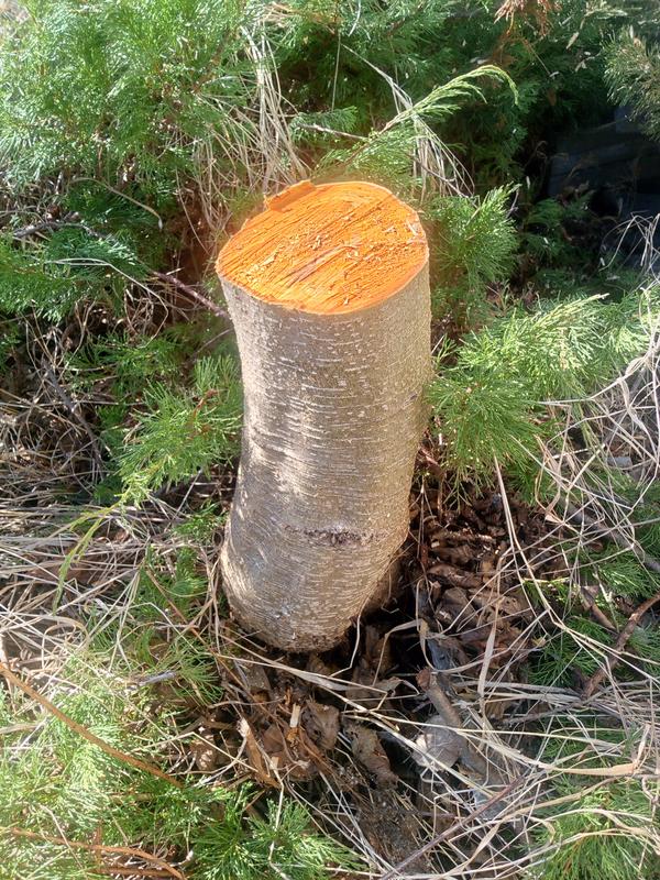 И остался от него только пенек