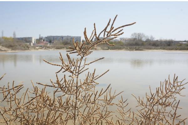 Это Солерос солончаковый
Salicornia perennans???