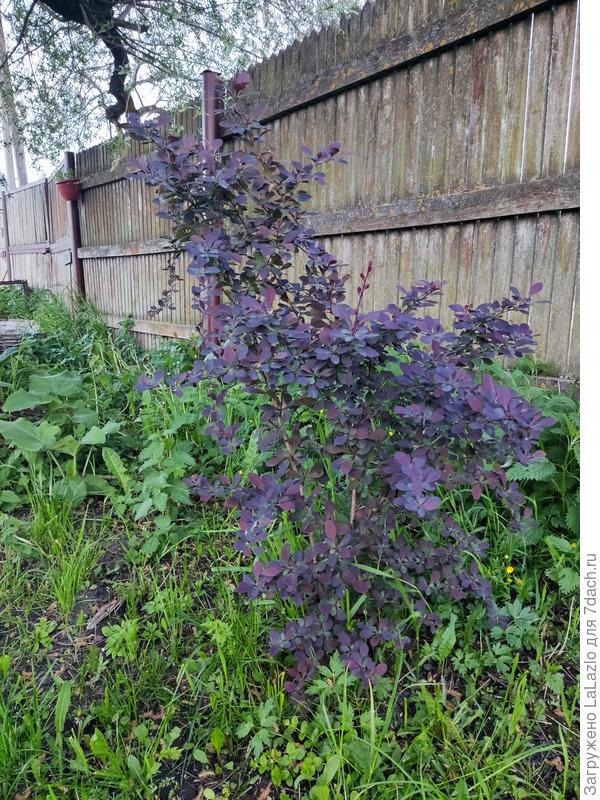 Барбарис ( молодой совсем)растёт в тени огромной ивы.