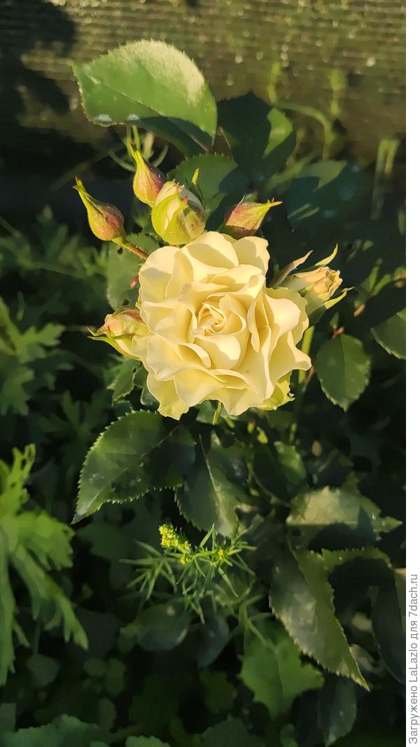 Безымянная