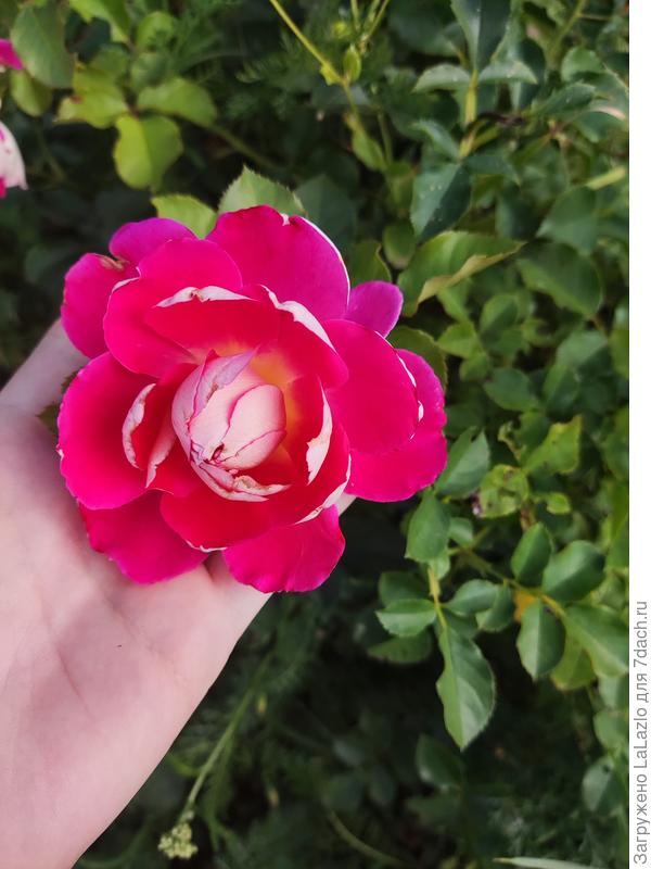 Безымянная