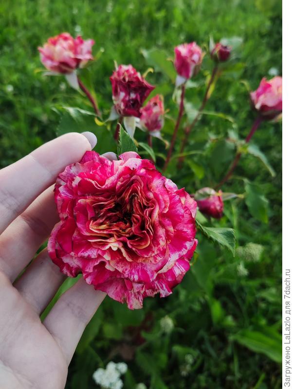 Просто красотка