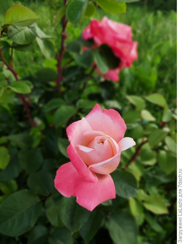 Безымянная