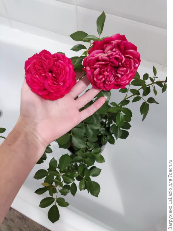 Эта была подарена, опять забыла записать