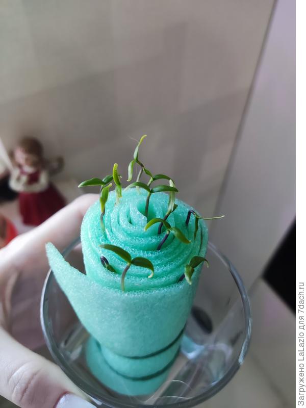 Перец рамиро, посеяла неделю назад