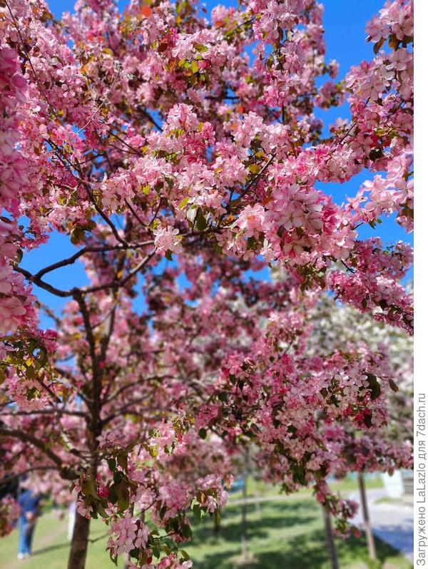 На ВДНХ всё цветёт и пахнет