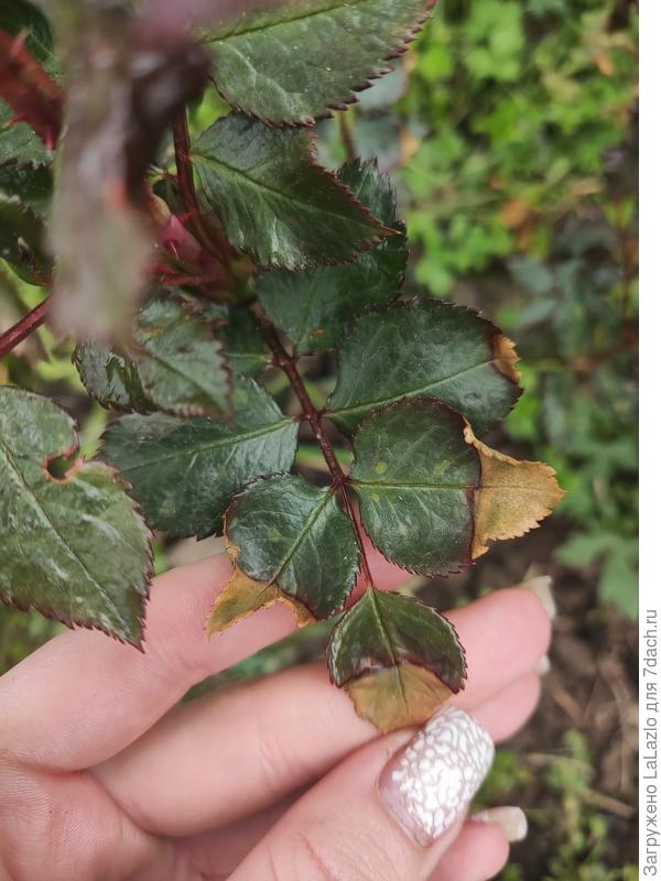 Вот такие были листья