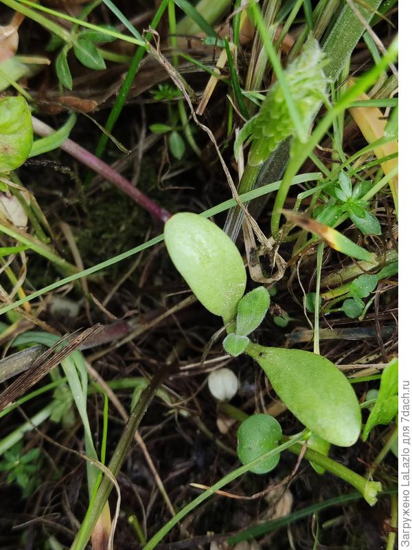 То что нашла в зарослях..