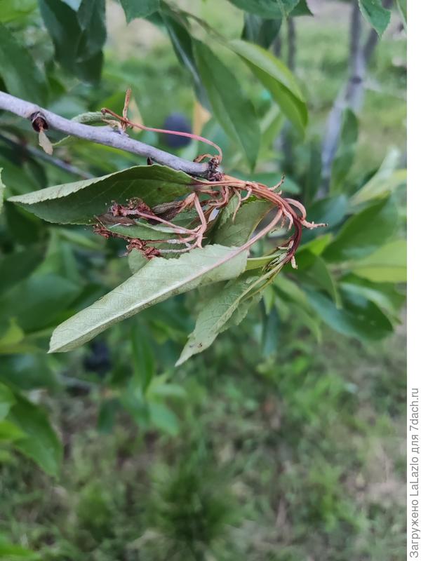 По приезду на дачу обнаружила на ней такое, я так понимаю заболела, буду разбираться и обрабатывать
