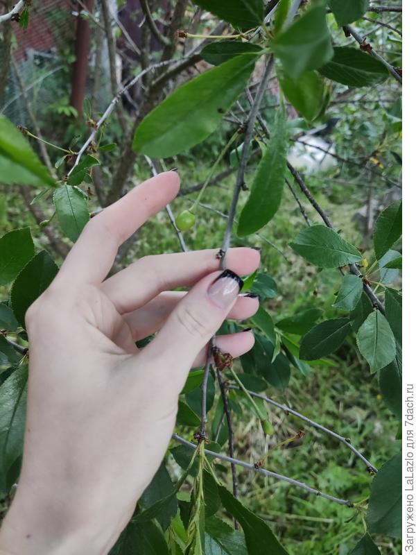 Вишня которая не плодоносит, таких 10 ягодок на ней
