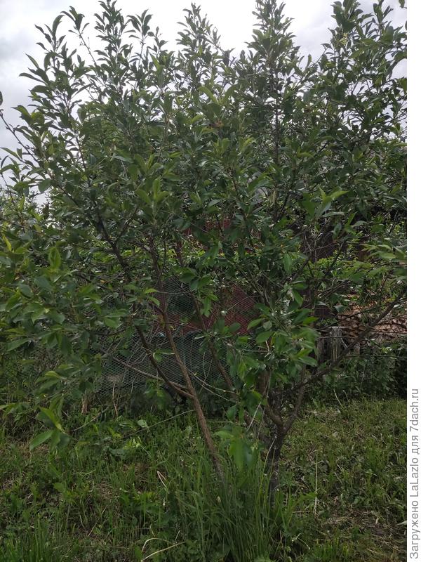 Вот она сама.