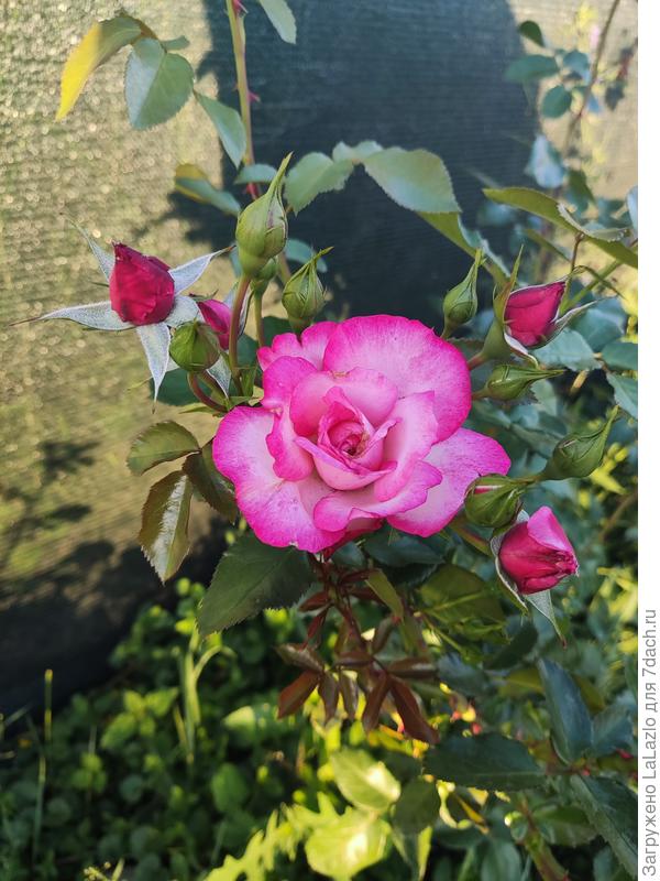 Вот прошлогоднее фото