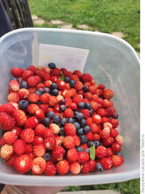 Вкусняшка из леса