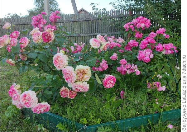 Розовая пена