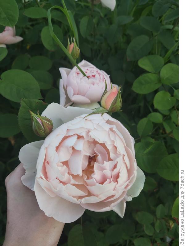 Как сливочное мороженое