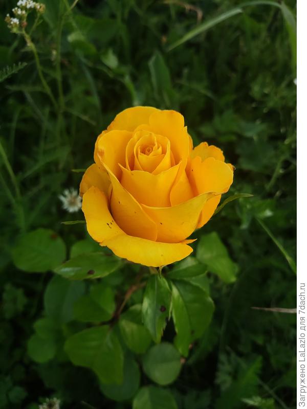 Изящный бокал