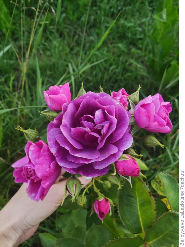 Ароматная Сиси