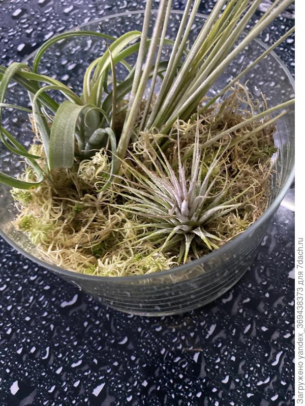 Товарищи, как их называли в магазине Дарвин. Три шт живут у меня в плоской посудине со мхом