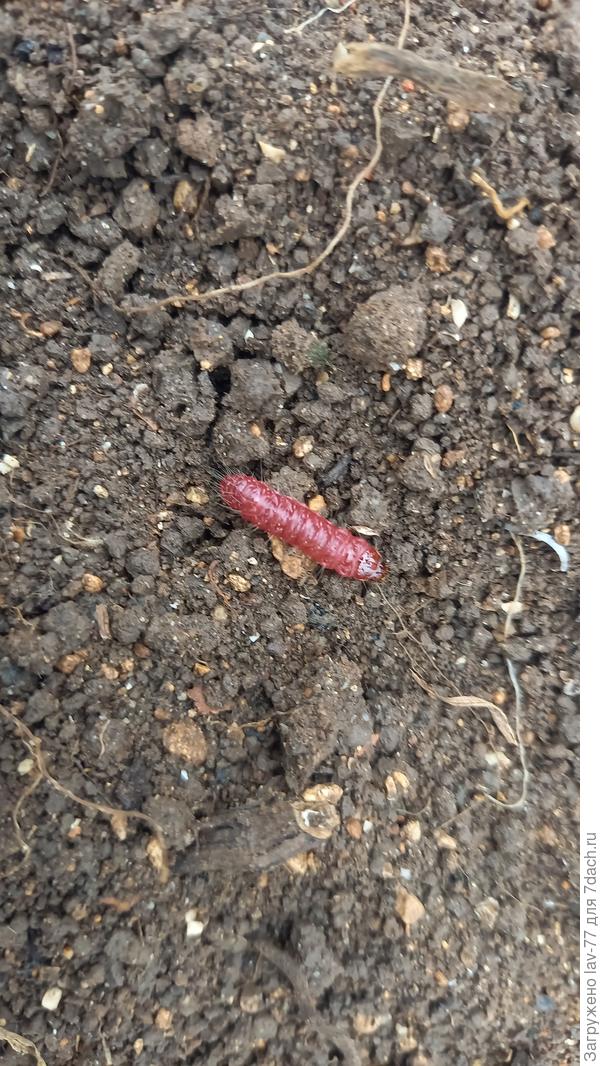 Личинка вредителя