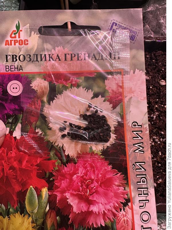 Семена гвоздики