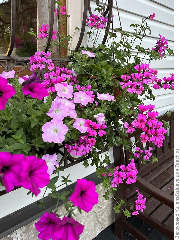 Пеларгония плющелистная Кристал Квин Роуз