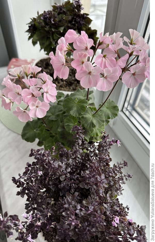 Пеларгония Нано Эпл Блоссом