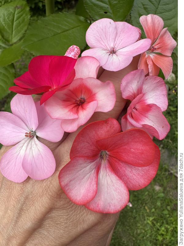 Разные и красивые