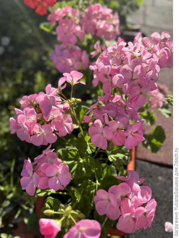 Мультиблум Лавандер