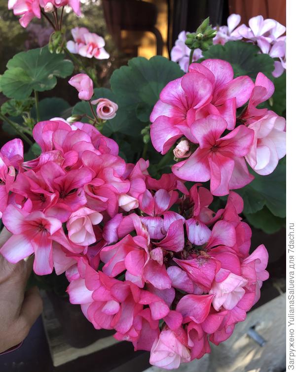 Пеларгония Стар Рейн