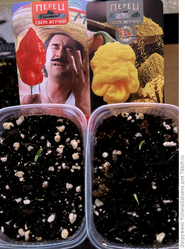 Взошли все, что посеяла , на 8-е сутки