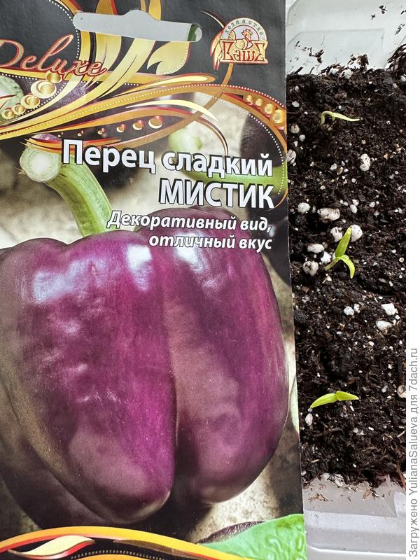 Всходы перца сладкого Мистик . Фото 13 марта