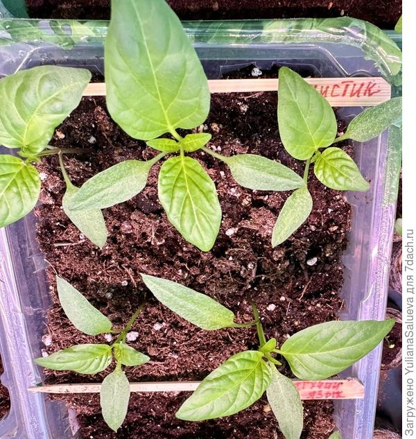 Фото на 16 сутки от посевов . Перец «Мистик» и «Жгучий язык»