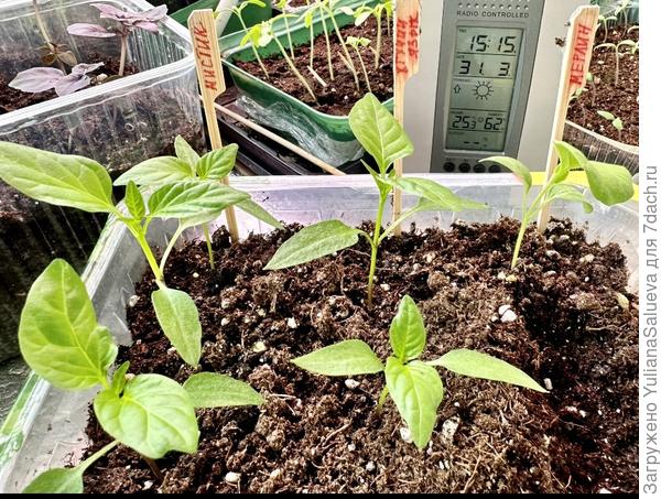 Температурный режим отображен на станции