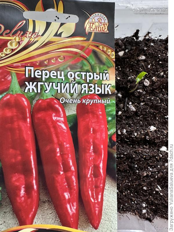 Всходы перца острого «Жгучий язык» Фото 13 марта